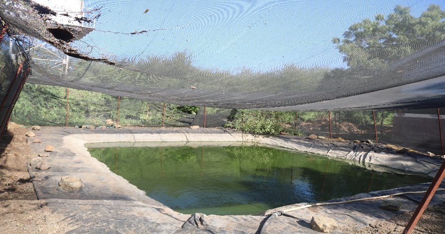 Kakuma: Fish pond project